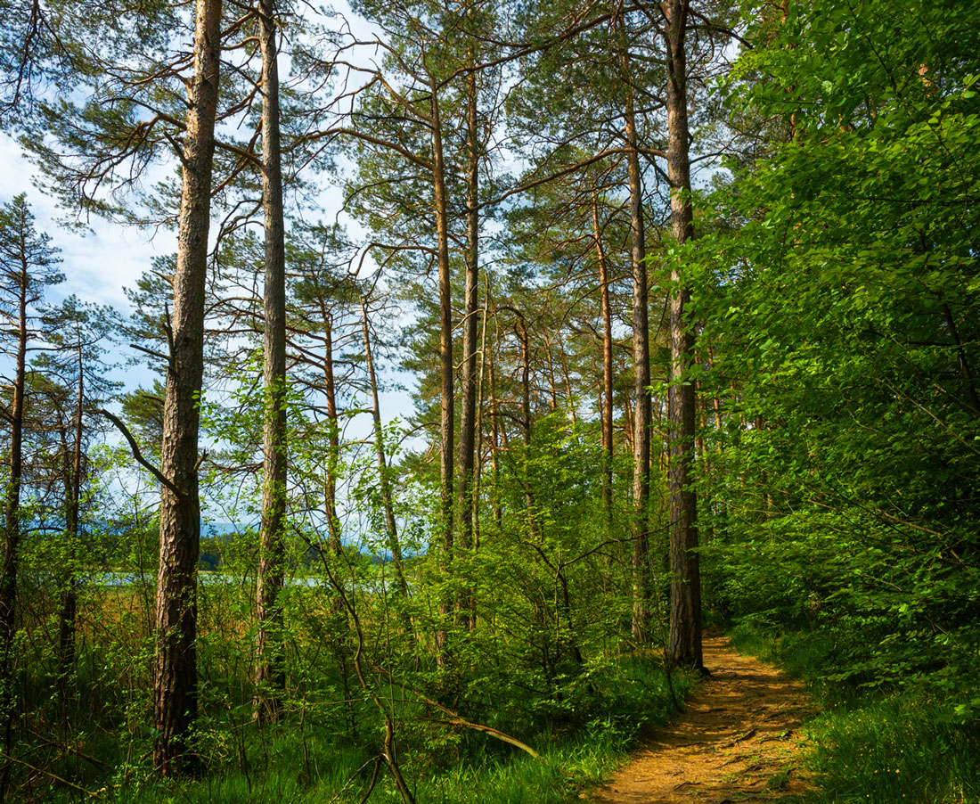 Forêt de Dax avec pins et lacs