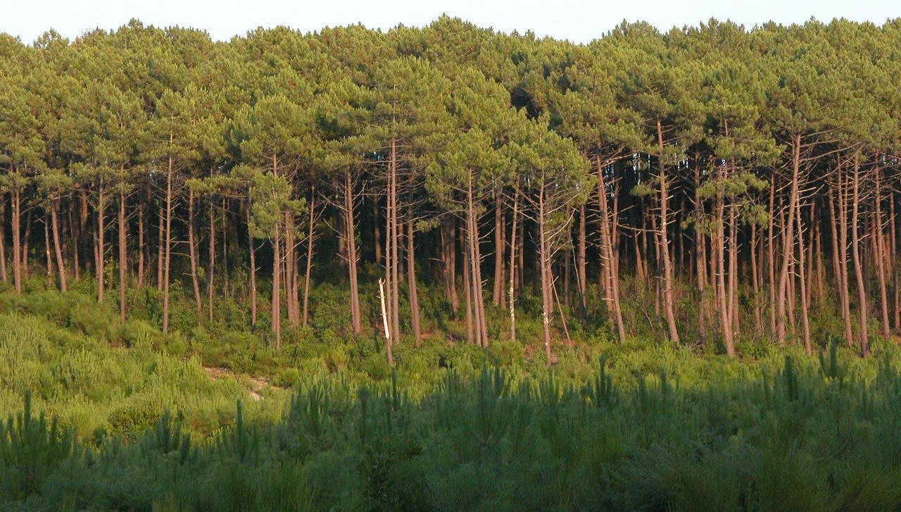 Forêt des Landes avec des pins devant une clairière