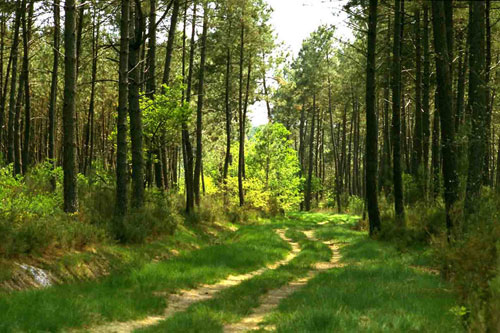 Forêt des Landes