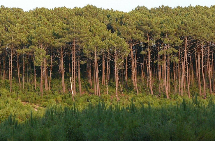 Forêt des Landes avec ses sapins